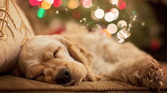 Dog sleeping in front of Christmas lights