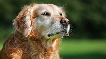 senior-dog-golden-retriever-close-up